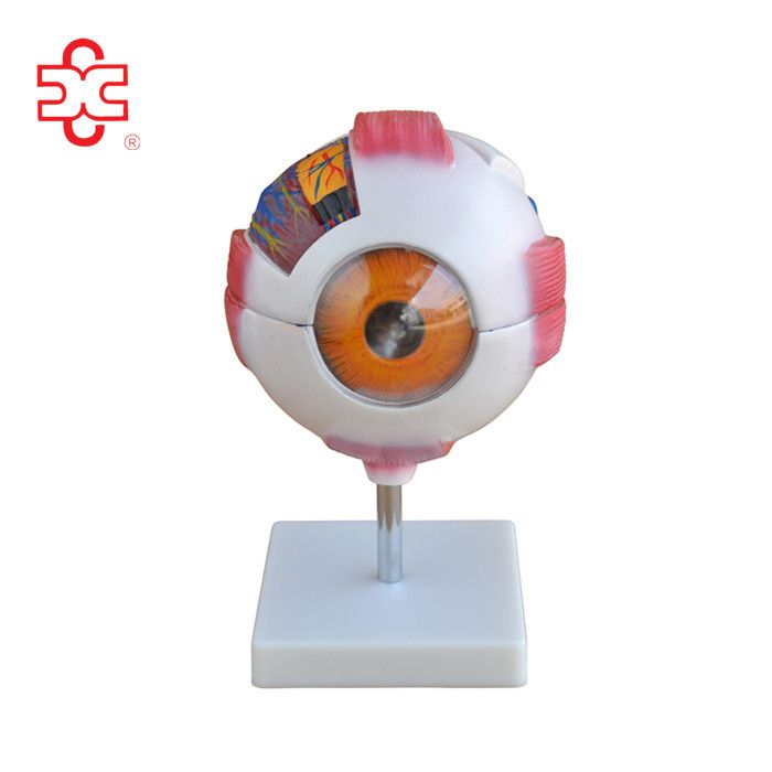 plastic human bulbus oculi orb eye anatomy model