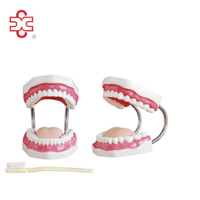 human medical dental care (tooth) model