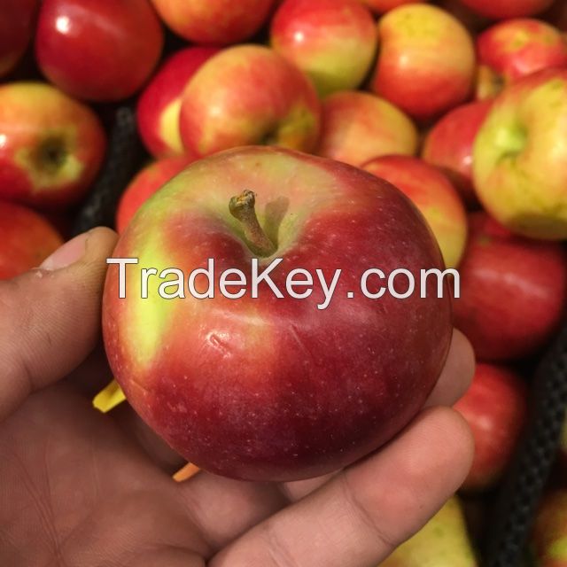 Red Fuji apple- Golden Delicious, and Royal Gala apples for sale