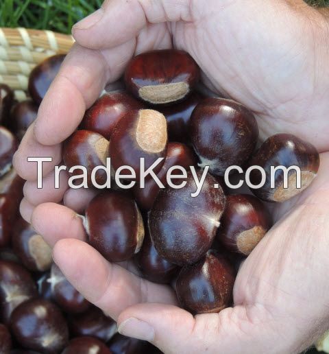 Wholesale  Fresh Chestnuts / Raw Chestnuts / Dried Chestnut 