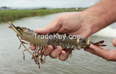 Tiger Shrimp 