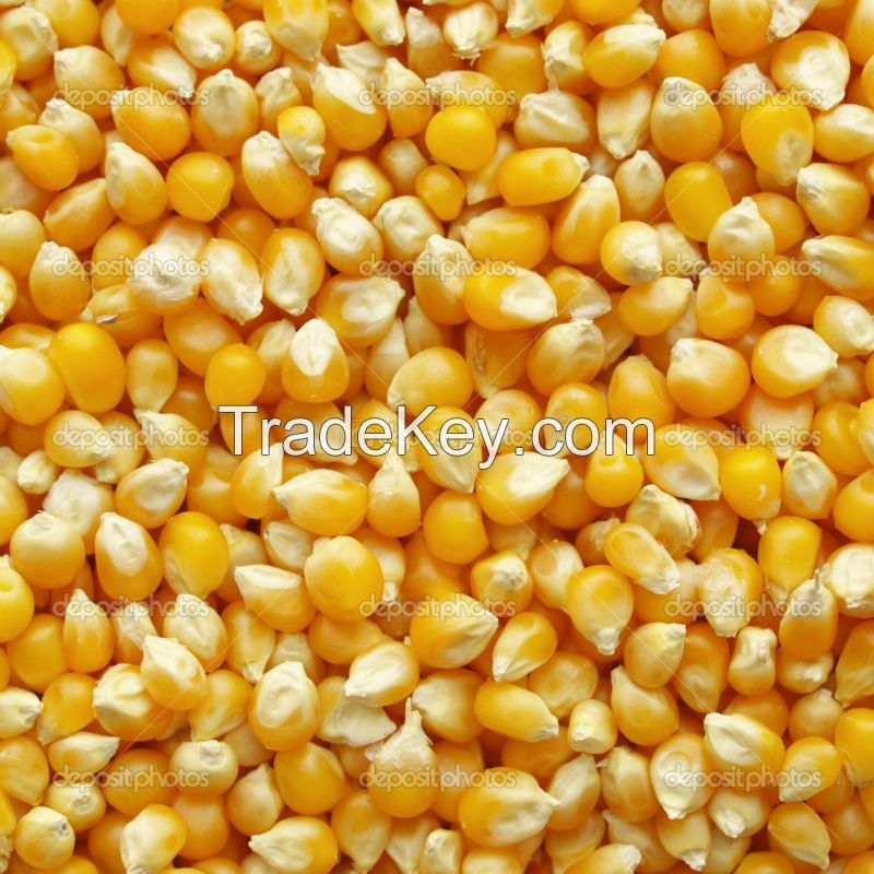 yellow corn 