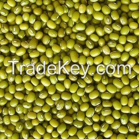 green mung bean