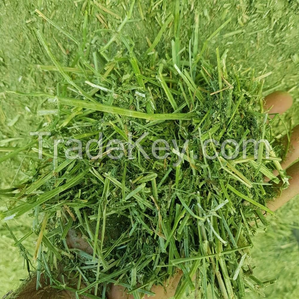 Alfalfa hay in big bales for animal feeding