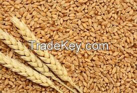 Wheat 