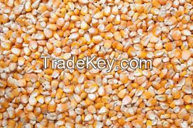 Corn Feed for animals / Ukraine Origin