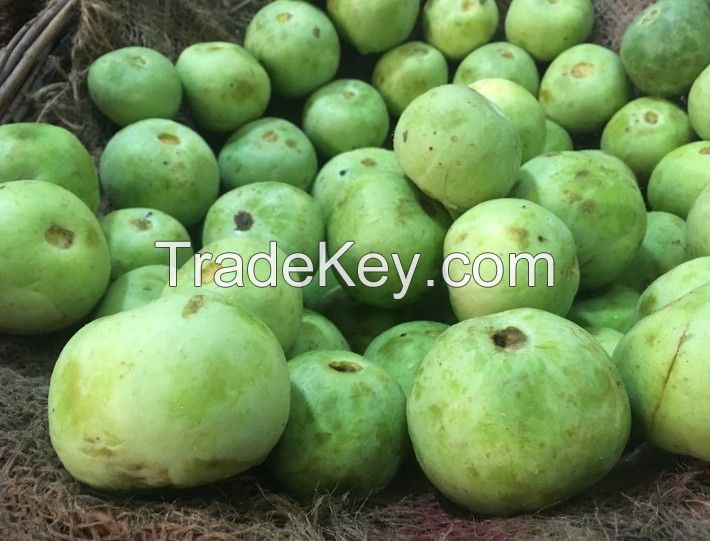 Apple Gourd