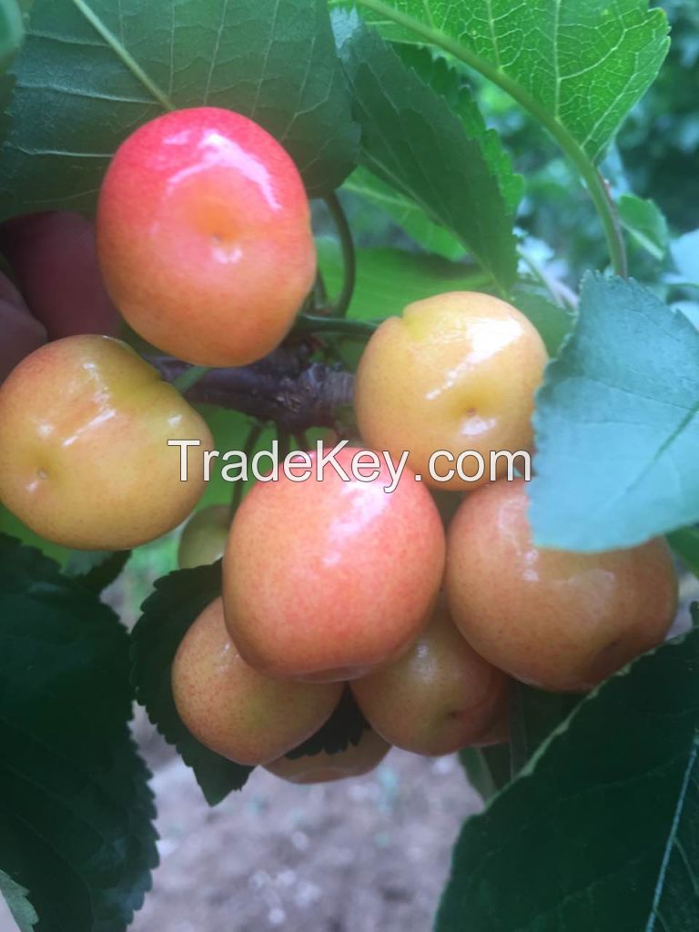 fresh fruit cherry from china&amp; fresh cherry