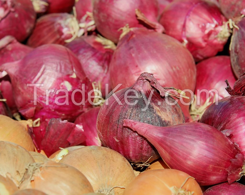 Fresh Onion