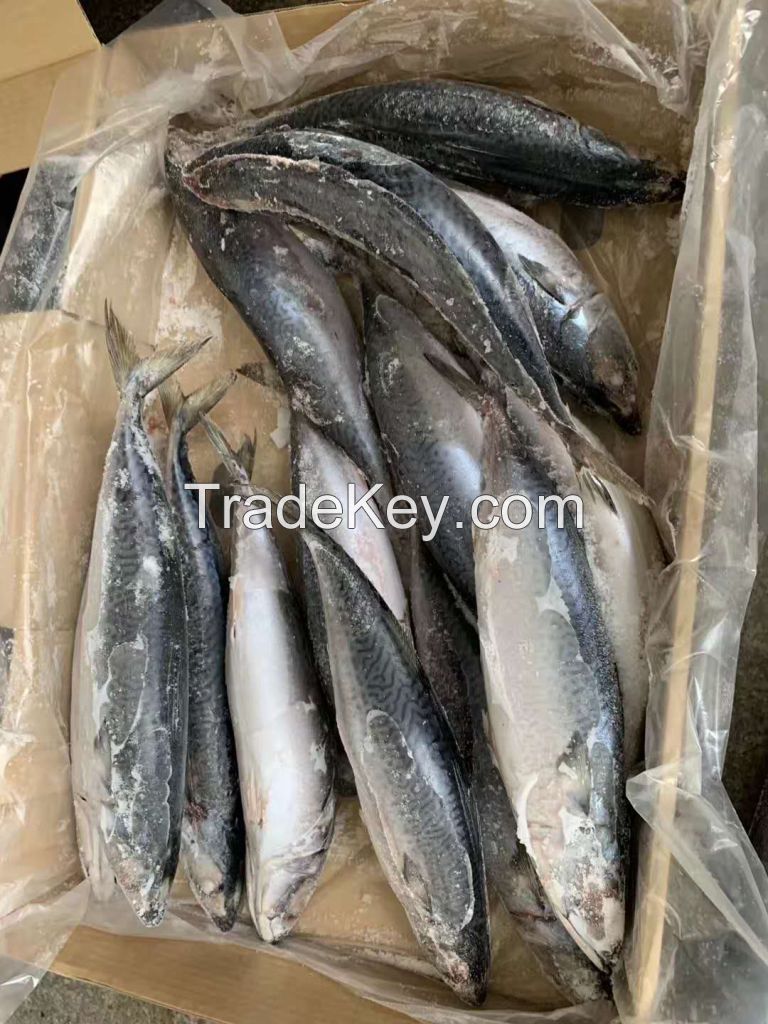 pacific mackerel