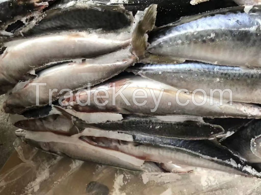 pacific mackerel