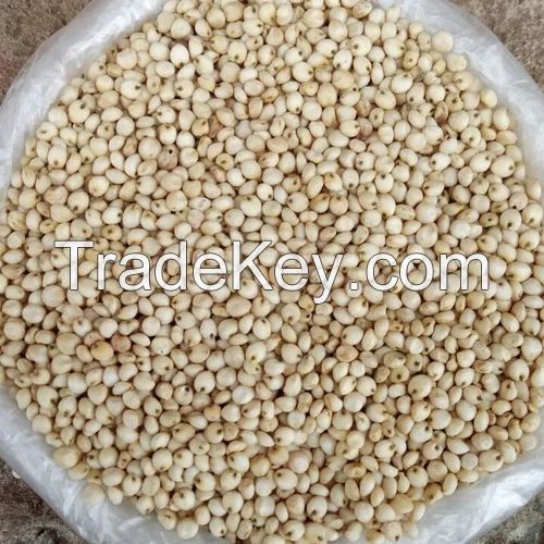 SORGHUM GRAINS