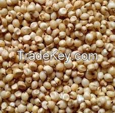 Grain Sorghum