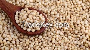 Grain Sorghum