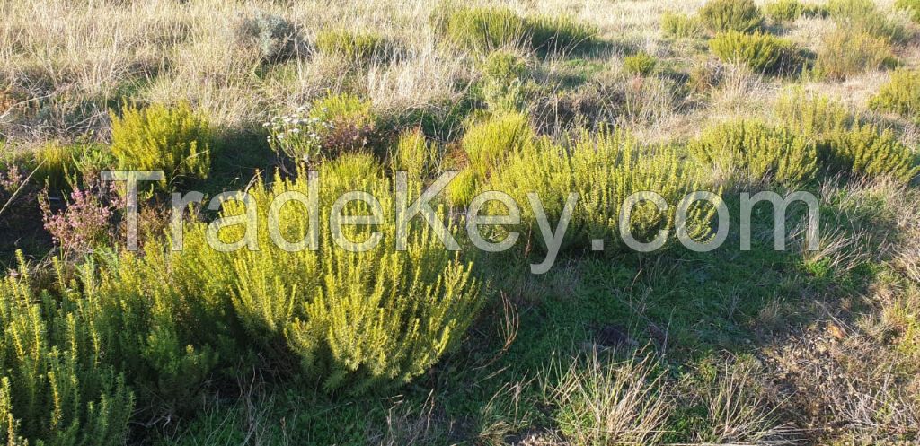 Organic Rooibos and Honeybush Tea