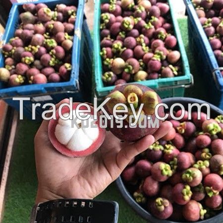 Fresh Mangosteen Fruit From Vietnam