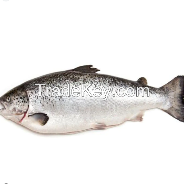 Quality Salmon Fish 