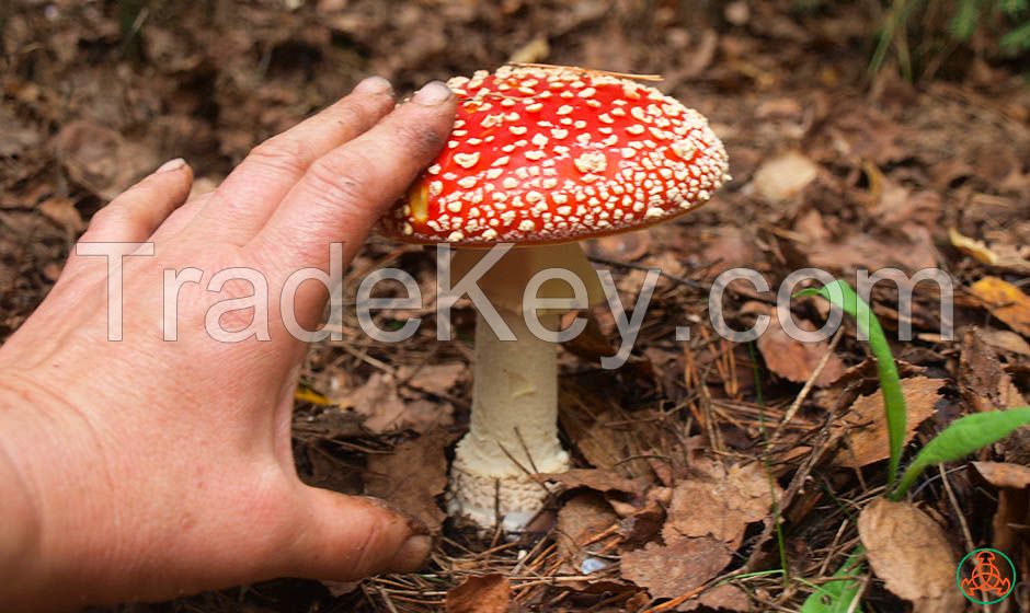 Amanita muscaria (fly agaric)