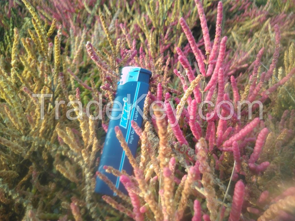 Salicornia Europaea salicornia seeds 