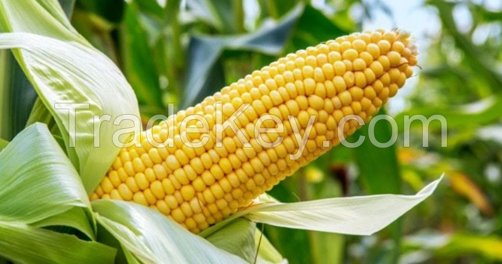 Non GMO Yellow Corn and White Corn 