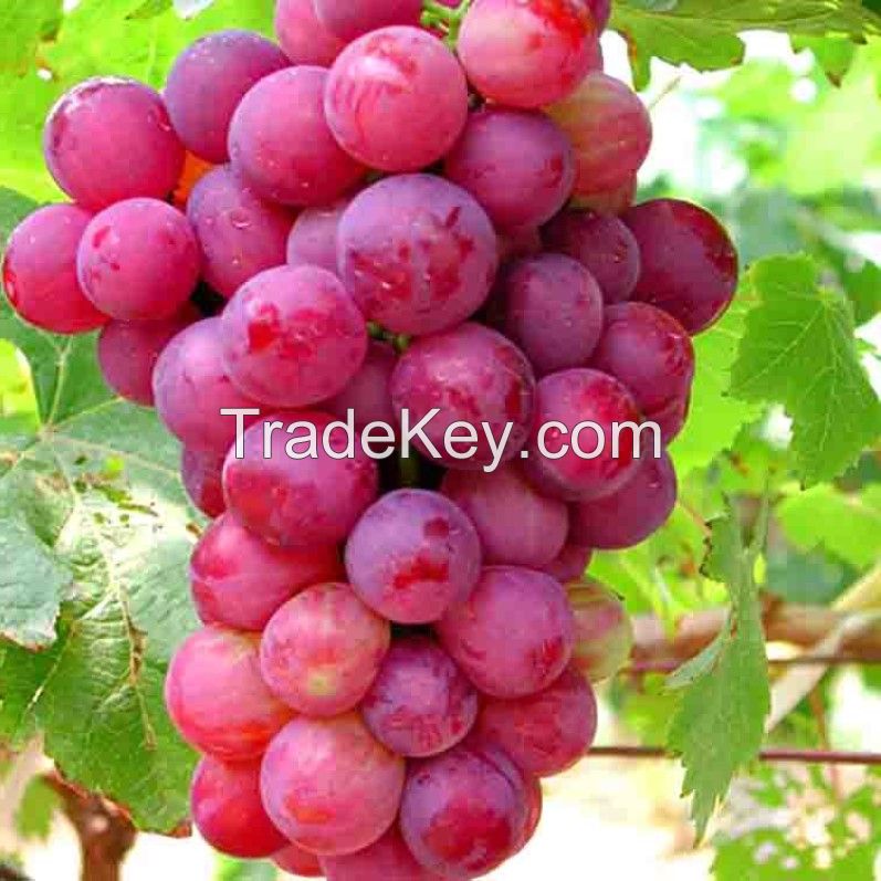  Grape Fresh Grape New Season Sweet Fresh Grape Low Price South Africa