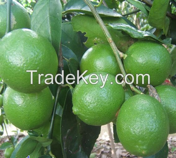  Wholesale Eureka Lemon, Fresh Lemon, Citrus Fruits