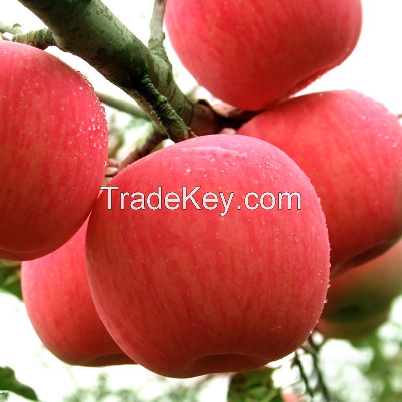 Sweet Juicy Royal Gala Apple From South Africa