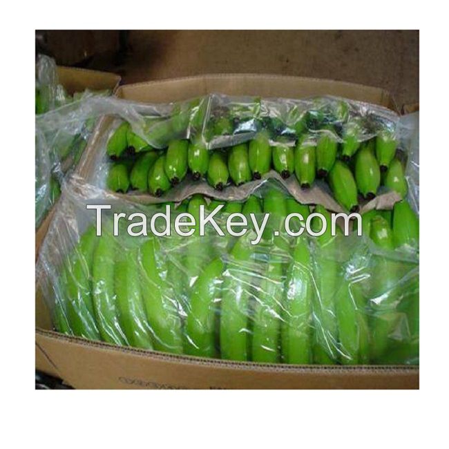  Quality Fresh Cavendish  Banana  For Export