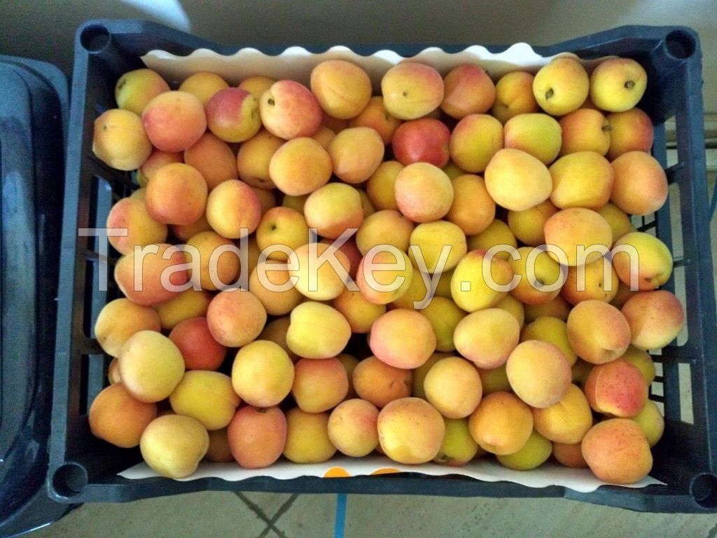 Cheap Fresh Apricots Best Quality From South Africa