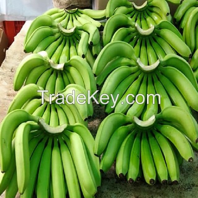  Quality Fresh Cavendish  Banana  For Export