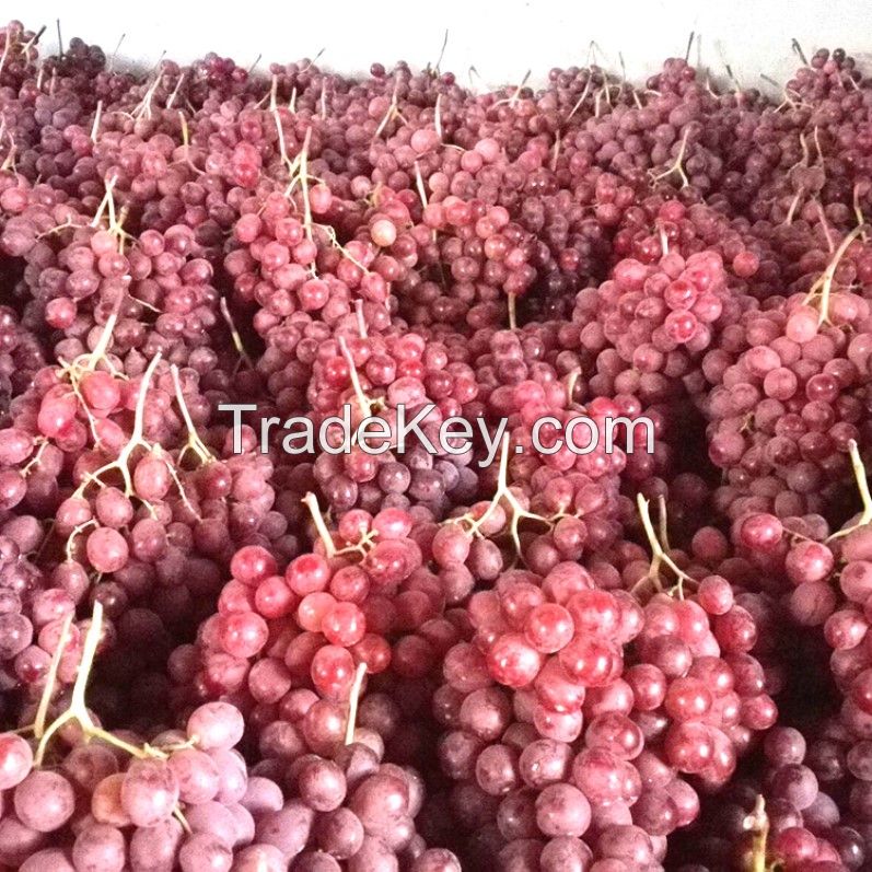  Grape Fresh Grape New Season Sweet Fresh Grape Low Price South Africa