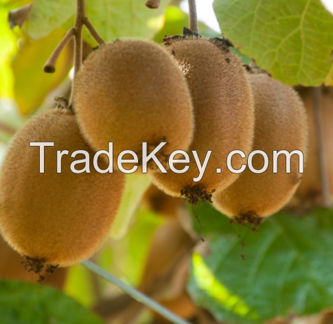 2022 High Quality Kiwi Max Premium glass jar HMF Color Pack Shipping Ready / Made in South Africa 