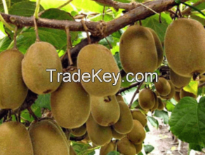 2022 High Quality Kiwi Max Premium glass jar HMF Color Pack Shipping Ready / Made in South Africa 