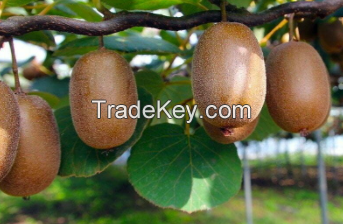 2022 High Quality Kiwi Max Premium glass jar HMF Color Pack Shipping Ready / Made in South Africa 