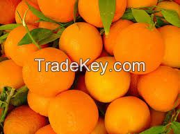 fresh Valencia orange