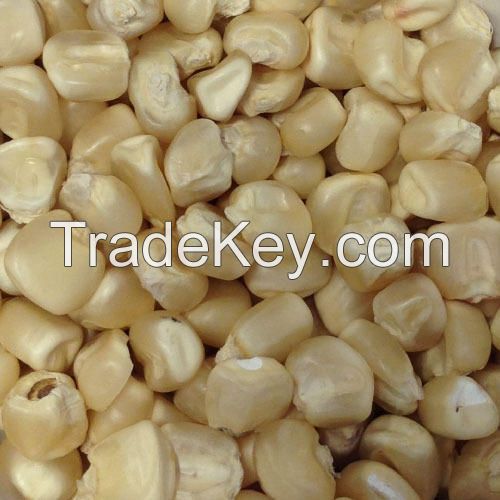 Yellow Corn for Animal Feed or Human consumption