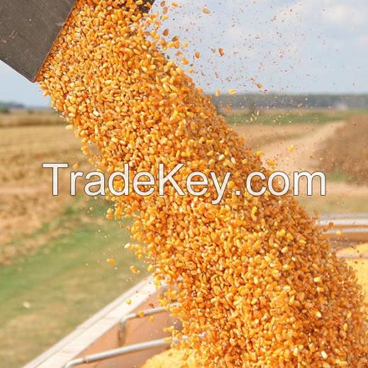 Yellow Corn for Animal Feed or Human consumption