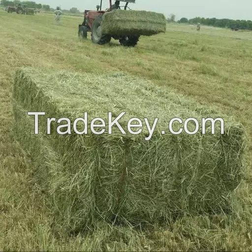 Rhodes Grass Hay Bales For Animal Feed and Forage/alfalfa hay pellets