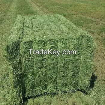 Rhodes Grass Hay Bales For Animal Feed and Forage/alfalfa hay pellets