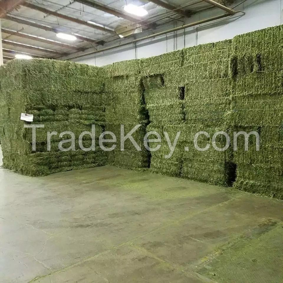 Rhodes Grass Hay Bales For Animal Feed and Forage/alfalfa hay pellets