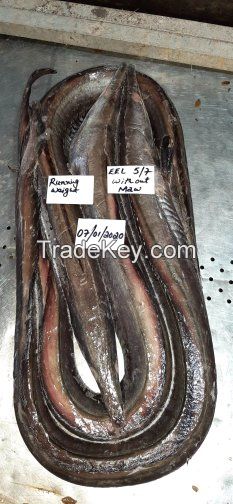 FROZEN EEL FISH