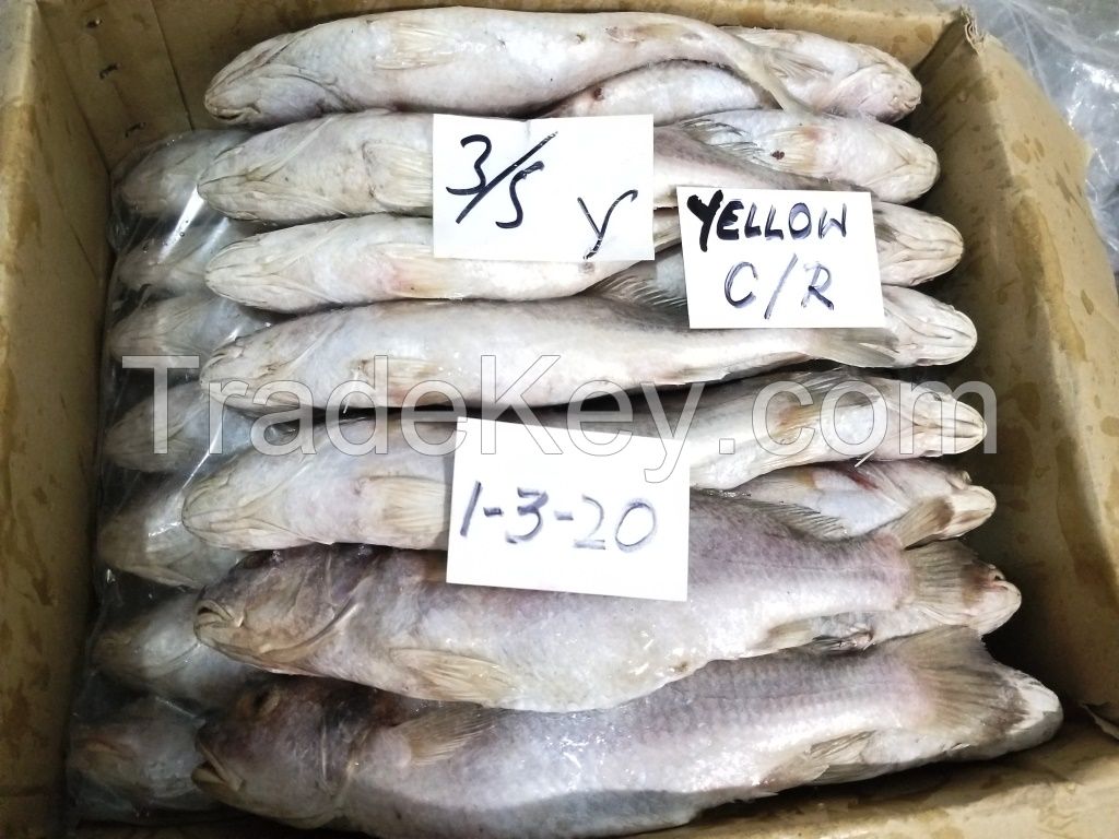 frozen yellow croaker