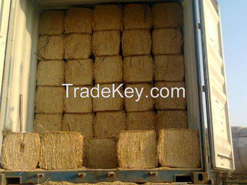 Wheat Hay