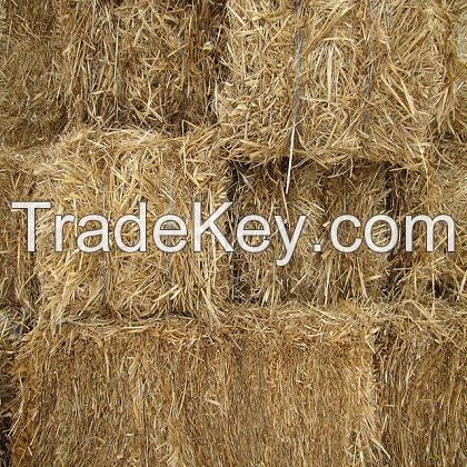 Rice Straw