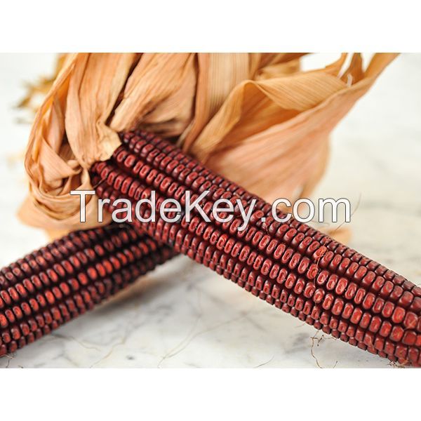 Red Corn