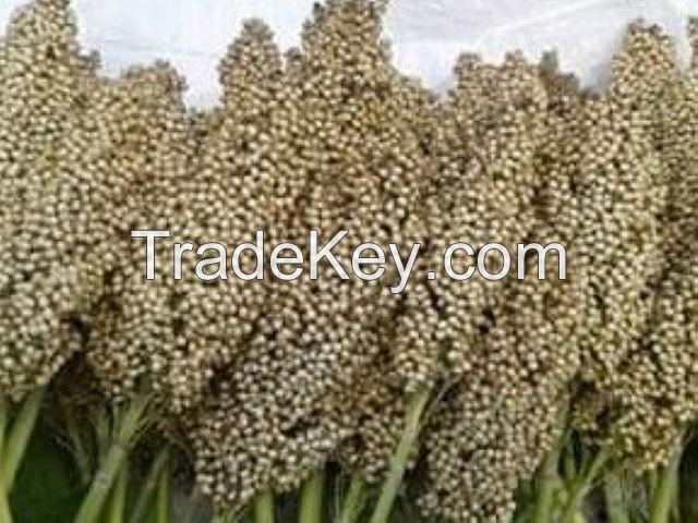 Sorghum