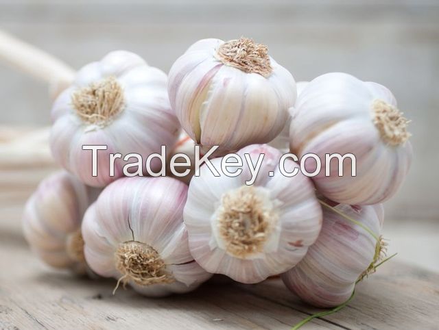 Fresh garlic