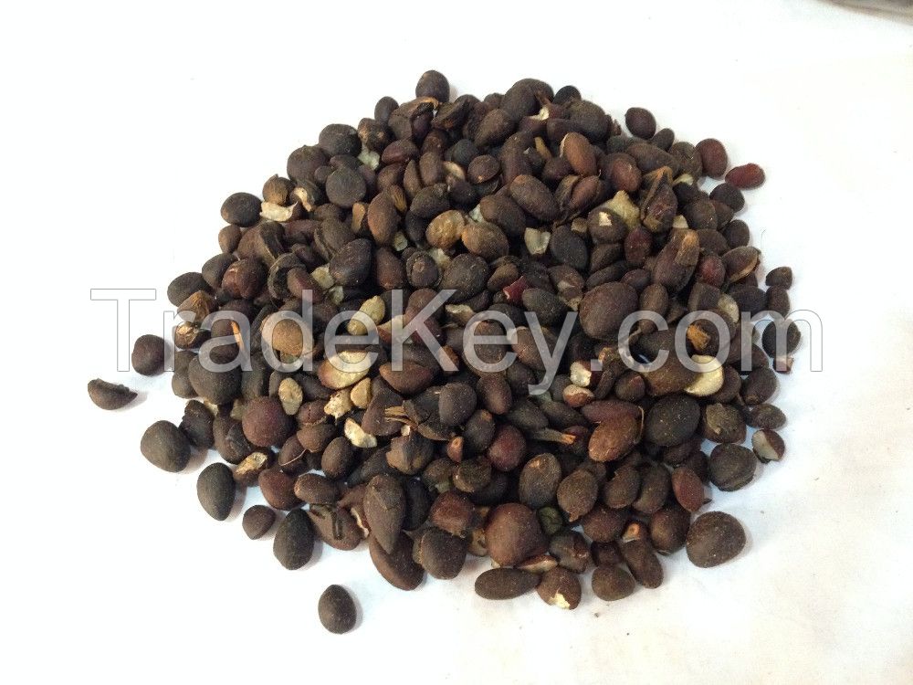 Palm Kernel Nuts