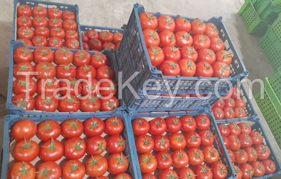 Fresh Tomatos