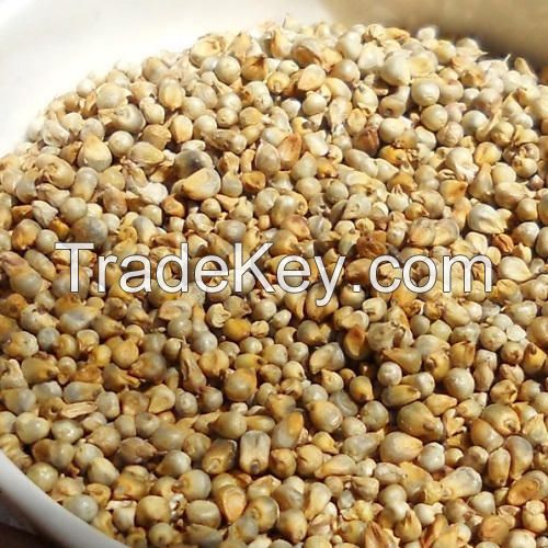 Pearl millet